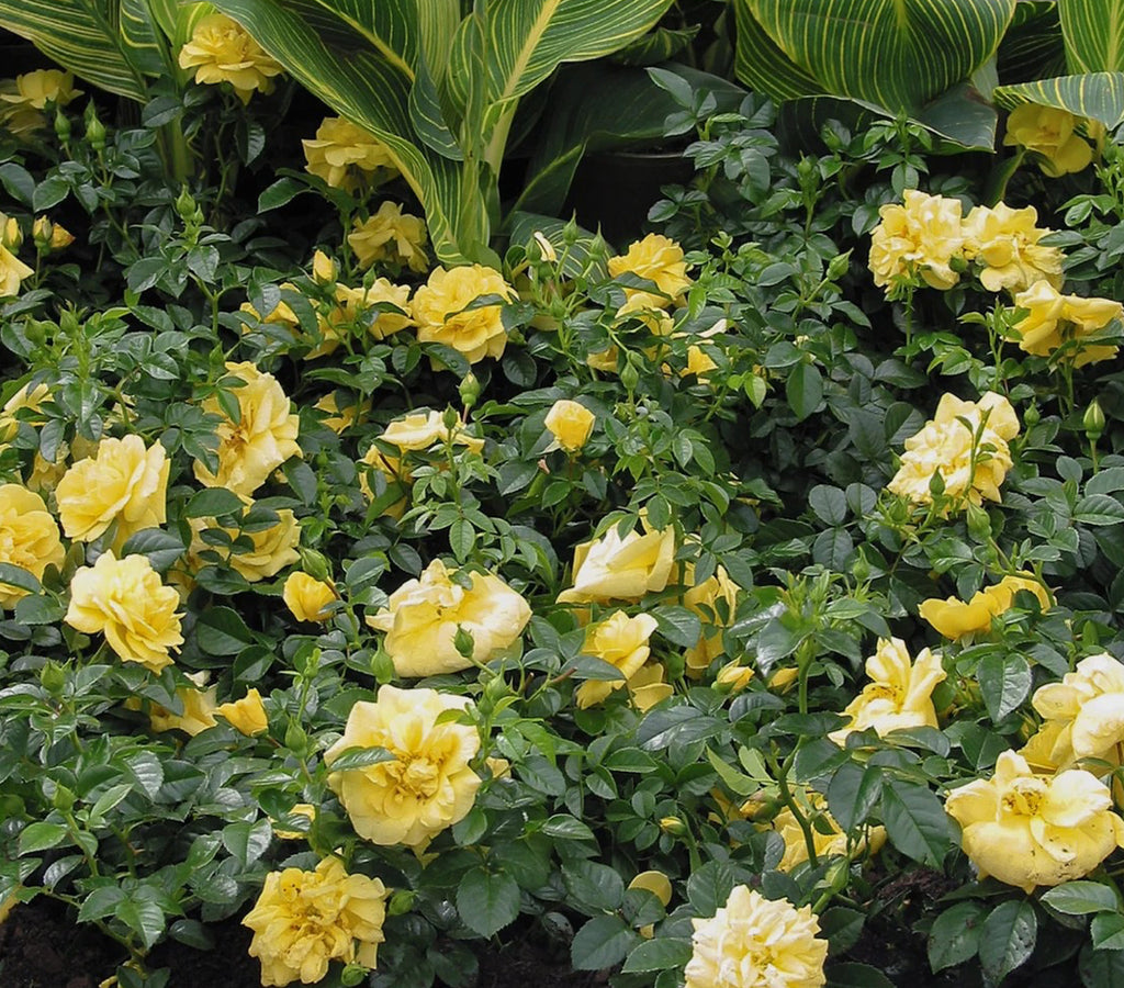 Rose Carpet Gold 1 ltr pot