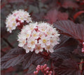 PHYSOCARPUS Ninebark Diabolo 1 ltr pot