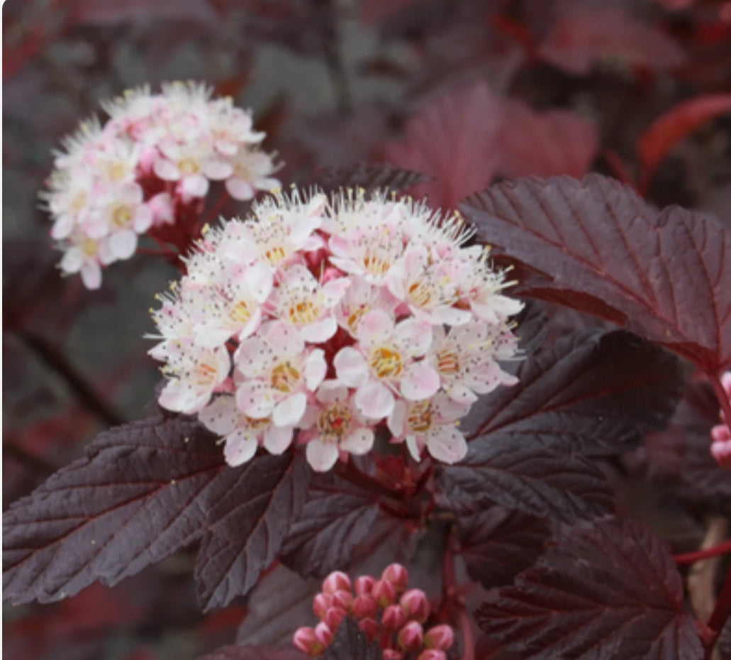 PHYSOCARPUS Ninebark Diabolo 1 ltr pot