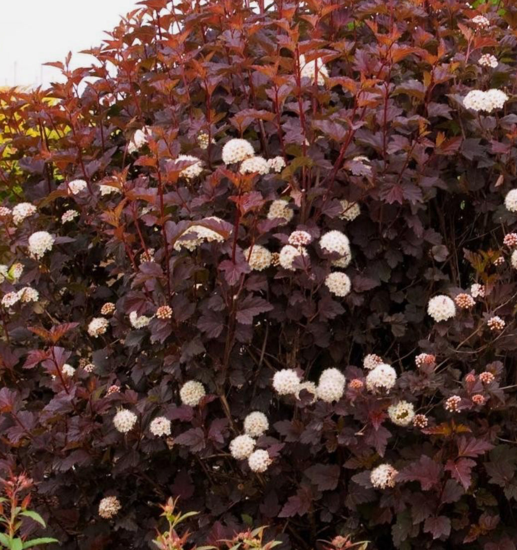 PHYSOCARPUS Ninebark Diabolo 1 ltr pot