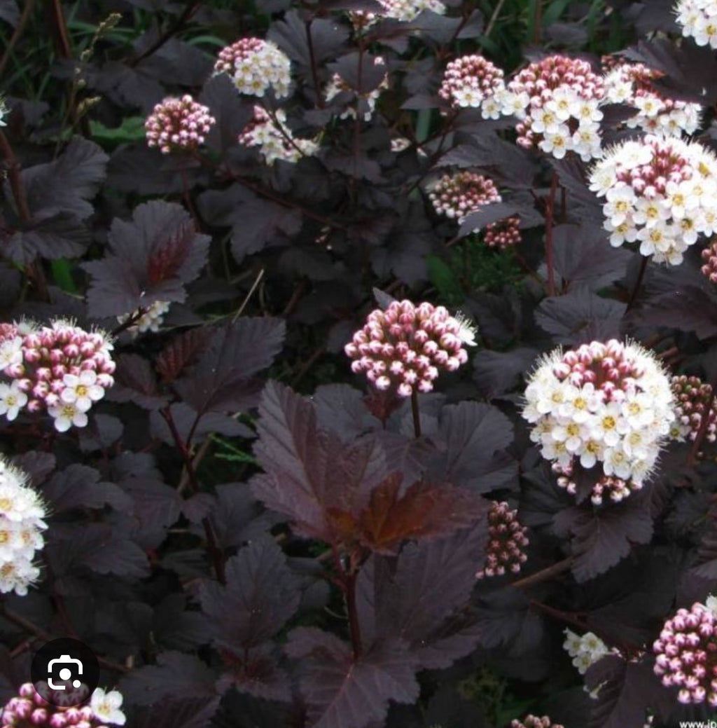 PHYSOCARPUS Ninebark Diabolo 1 ltr pot