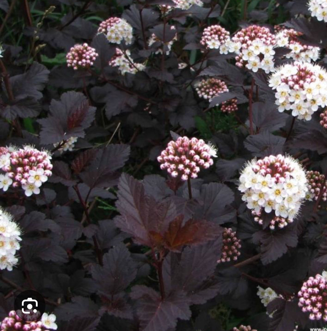 PHYSOCARPUS Ninebark Diabolo 1 ltr pot