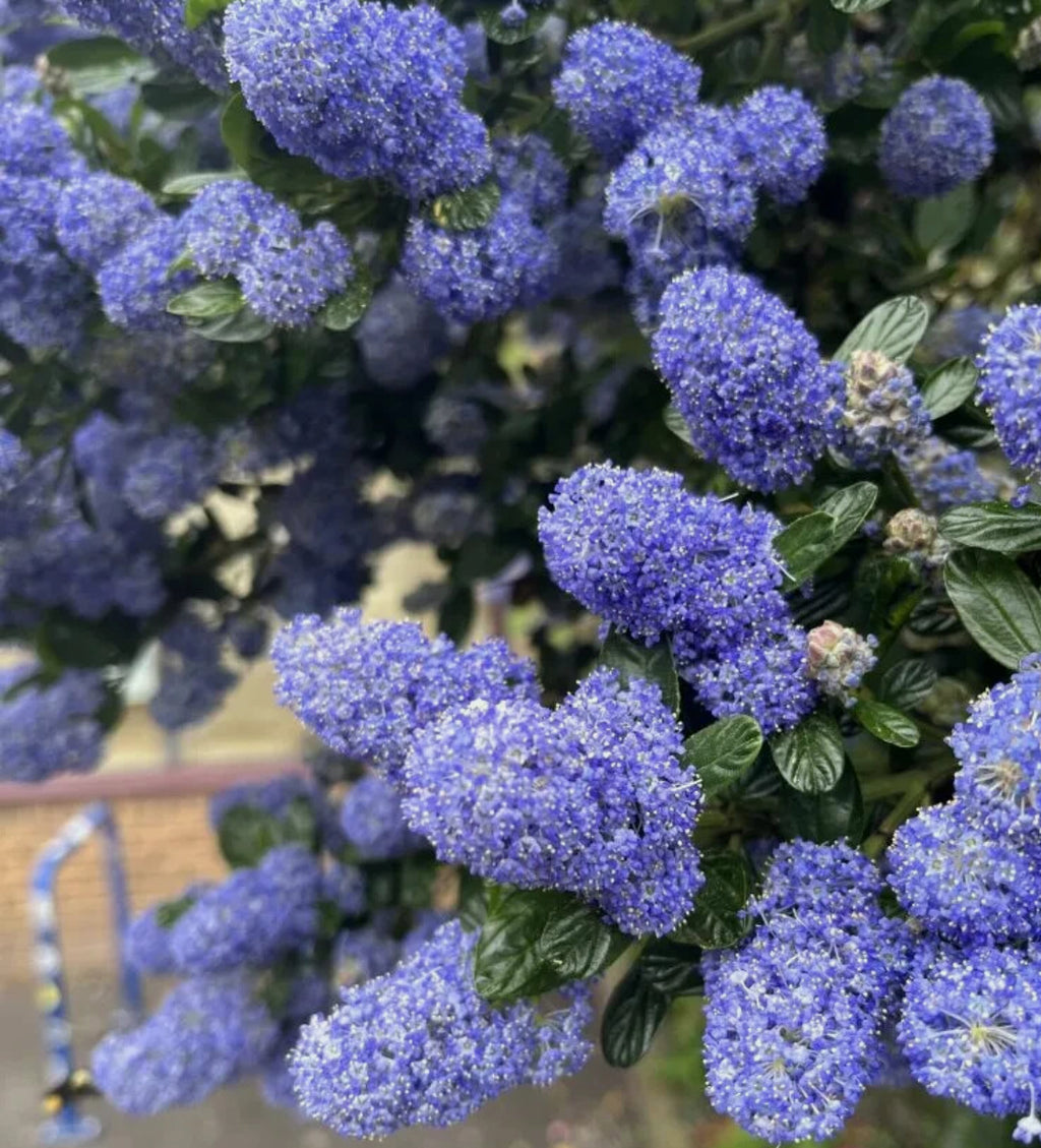 Ceanothus Victoria 1 ltr pot