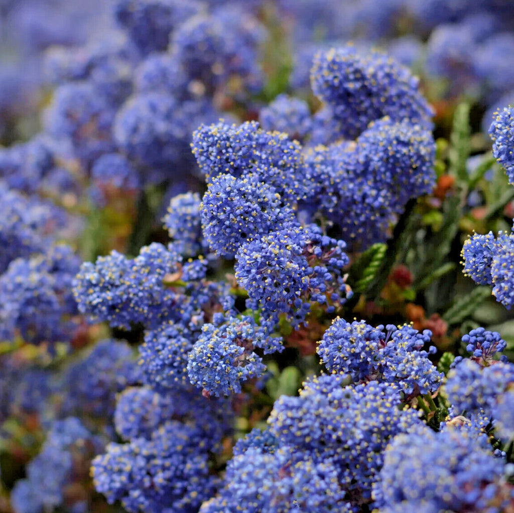 Ceanothus Victoria 1 ltr pot
