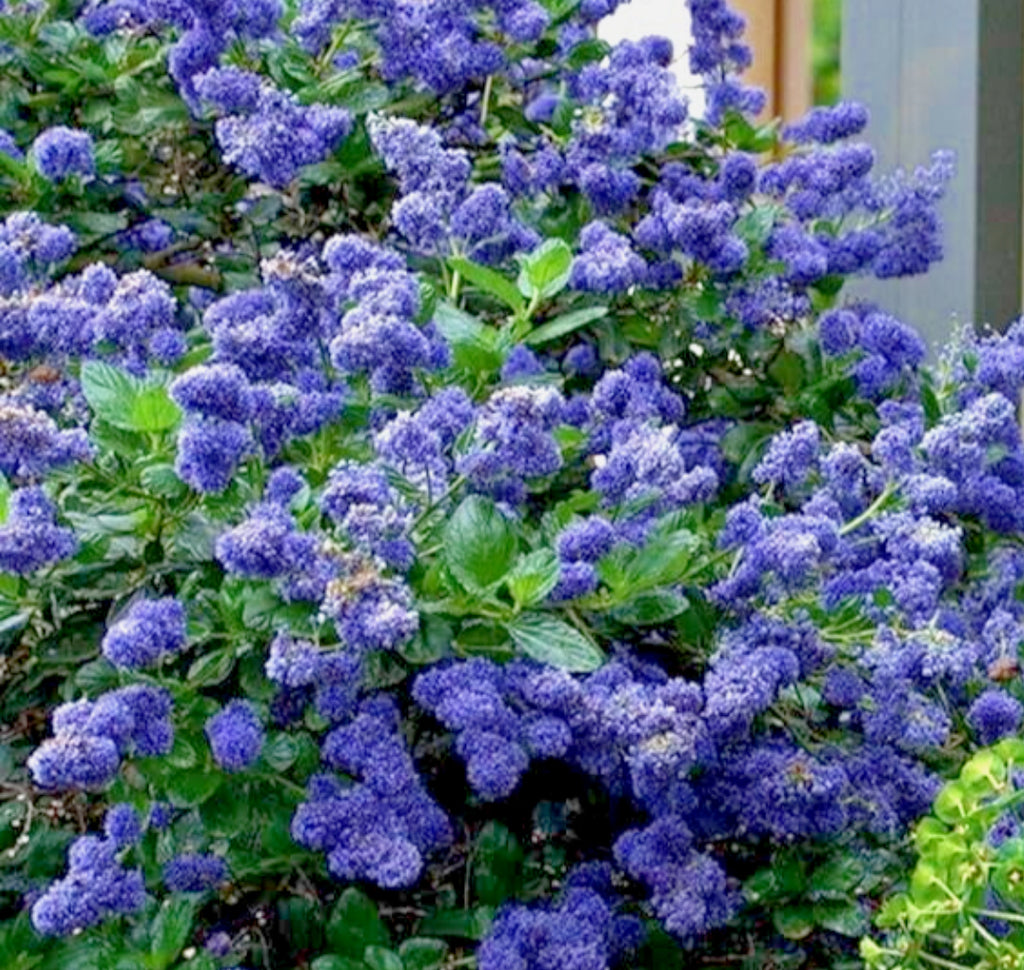 Ceanothus Victoria 1 ltr pot