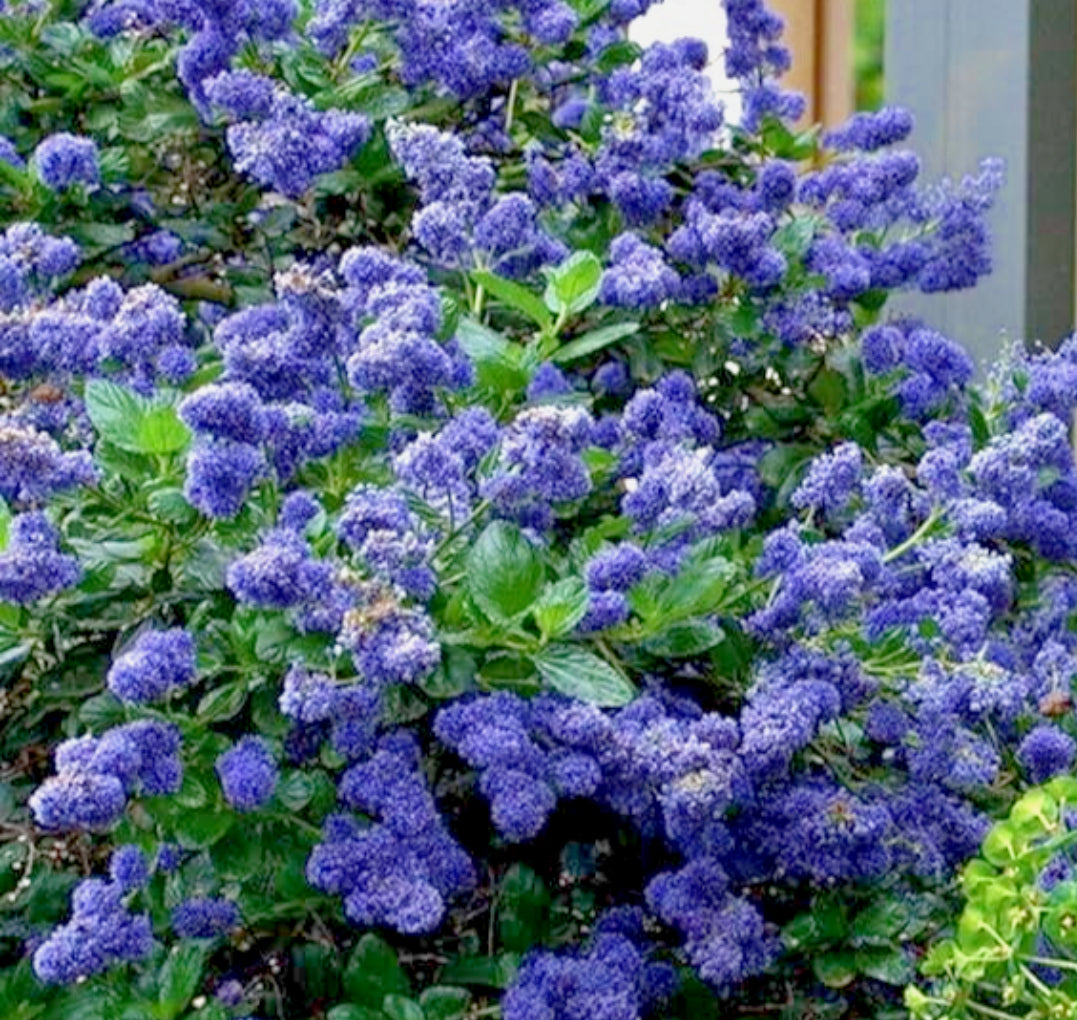 Ceanothus Victoria 1 ltr pot