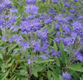 Caryopteris Clandonensis 'Heavenly Blue' 1 ltr pot