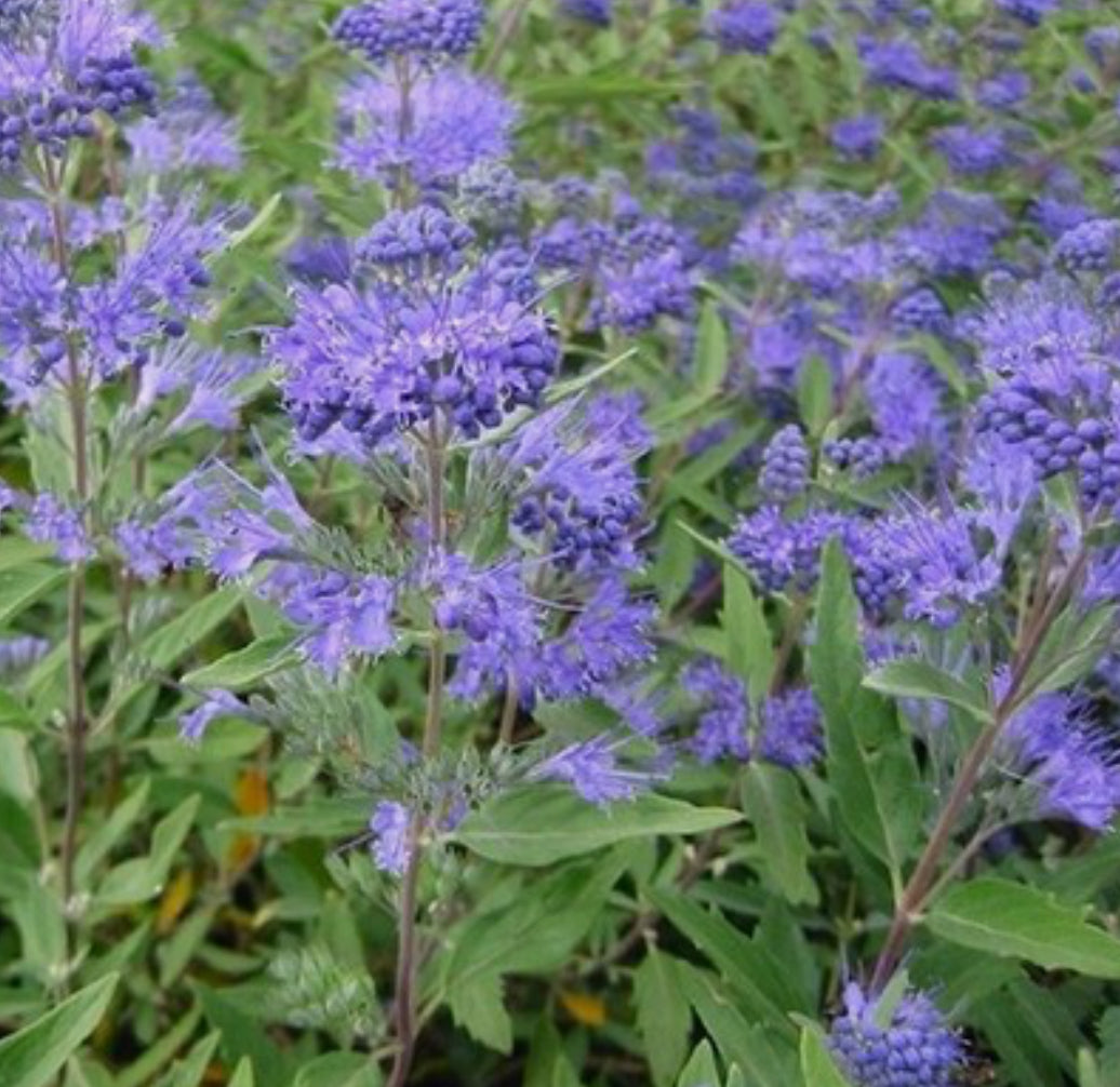 Caryopteris Clandonensis 'Heavenly Blue' 1 ltr pot