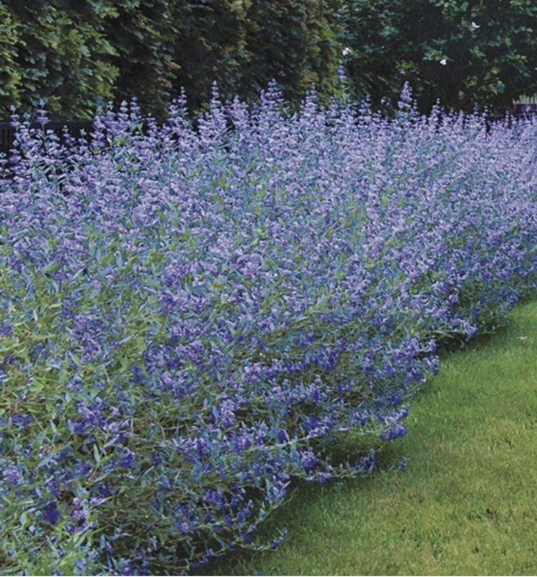 Caryopteris Clandonensis 'Heavenly Blue' 1 ltr pot