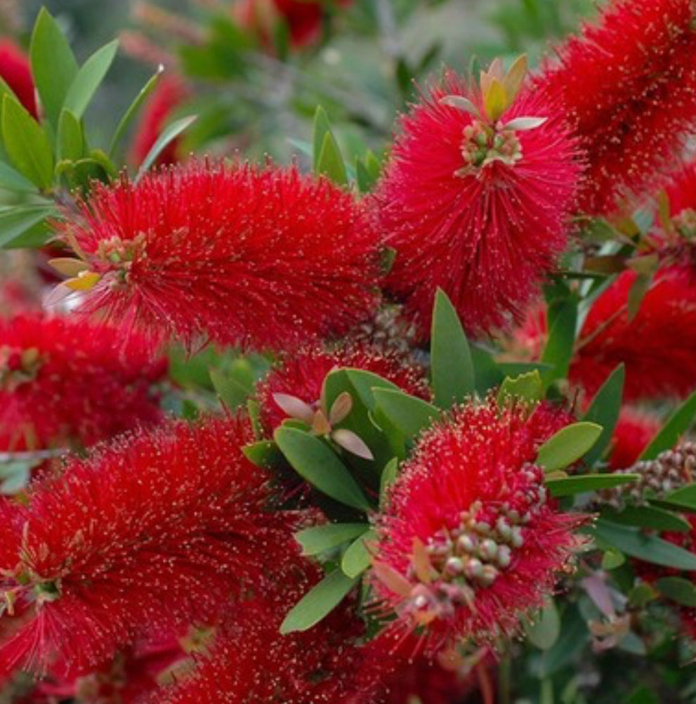 Callistemon Bottlebrush citrinus Splendens, 1 ltr pot