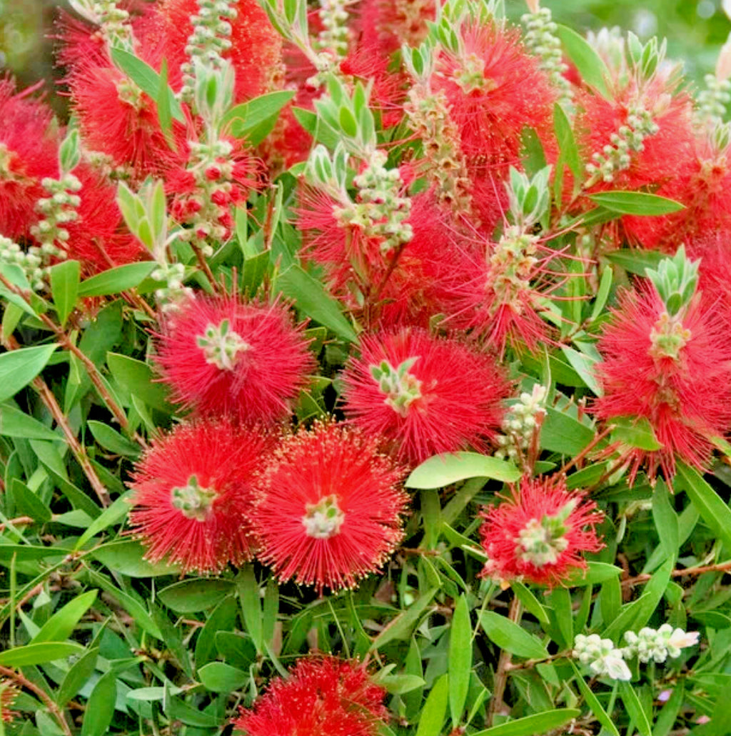 Callistemon Bottlebrush citrinus Splendens, 1 ltr pot