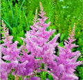 Astilbe Amethyst Plant Herbaceous in 1.5 LTR Pot