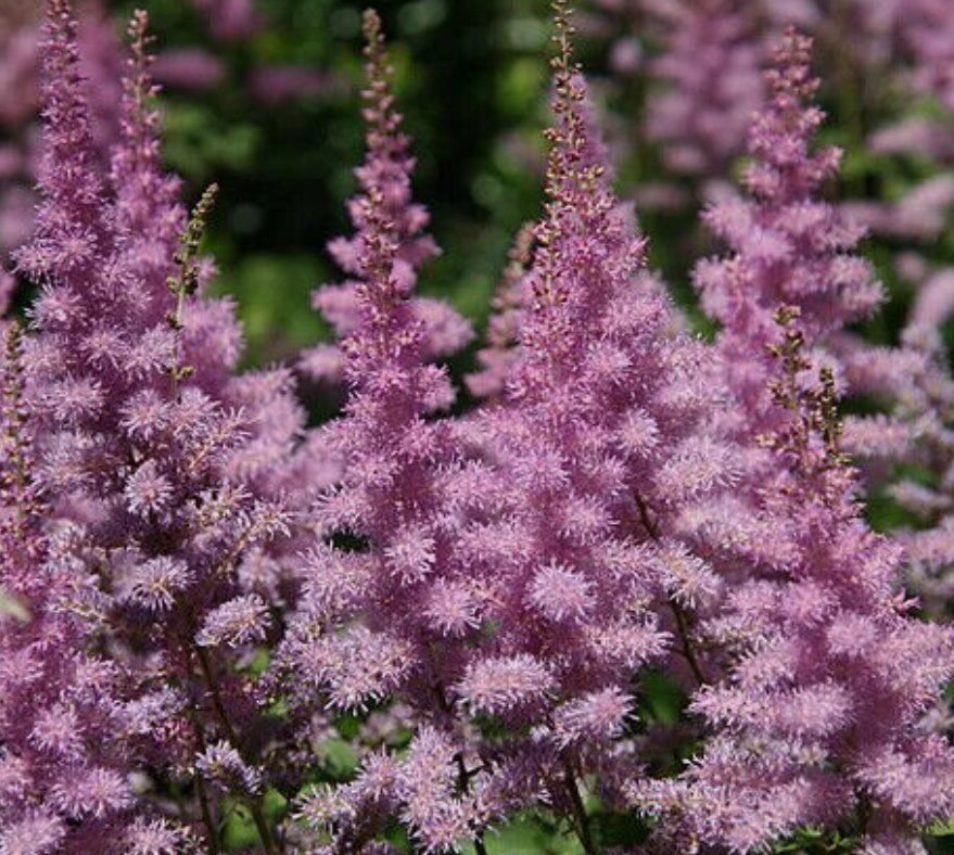 Astilbe Amethyst Plant Herbaceous in 1.5 LTR Pot