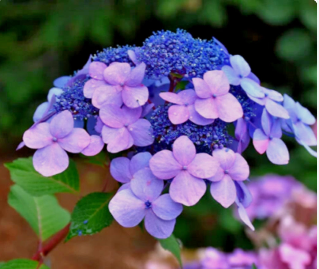Hydrangea Blue Cloud 2 ltr pot