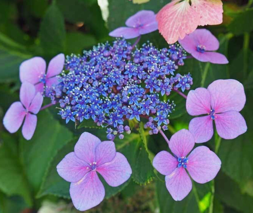Hydrangea Blue Cloud 2 ltr pot