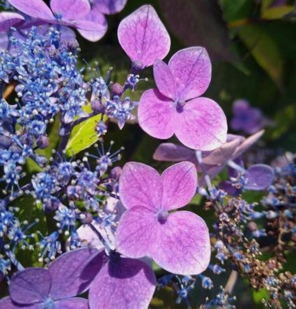 Hydrangea Blue Cloud 2 ltr pot