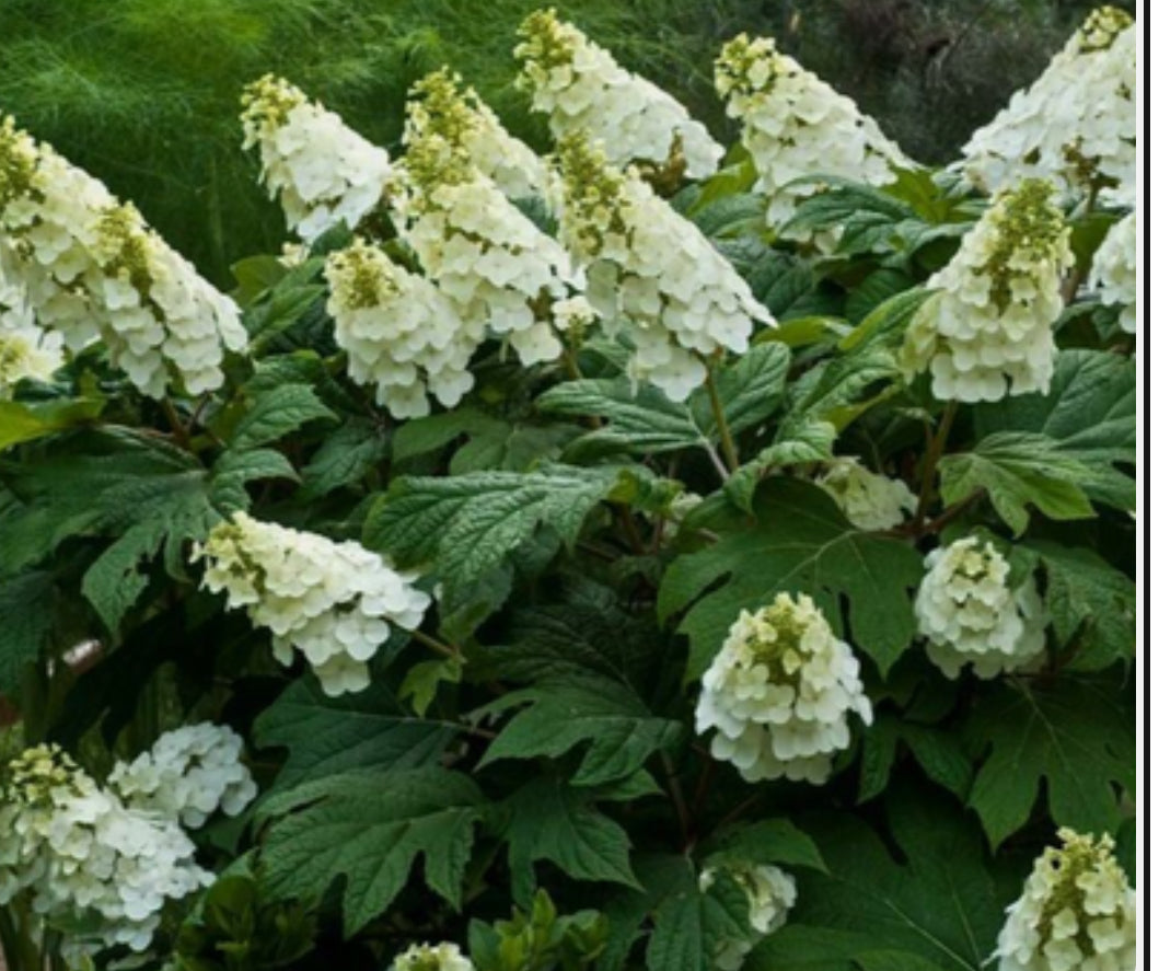 Hydrangea Querc Alice 2 ltr pots