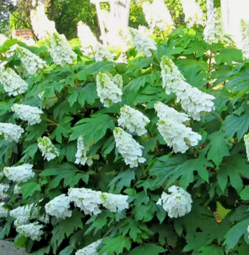 Hydrangea Querc Alice 2 ltr pots