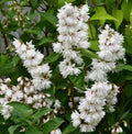 Deutzia Pride of Rochester 1.5 LTR pot.