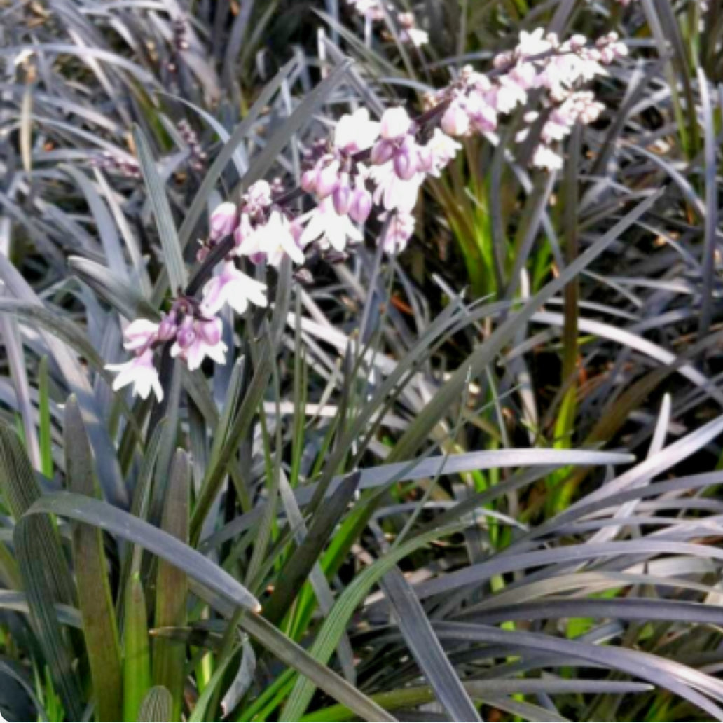 Ophiopogon Planiscapus Nigrescens 1 ltr pot