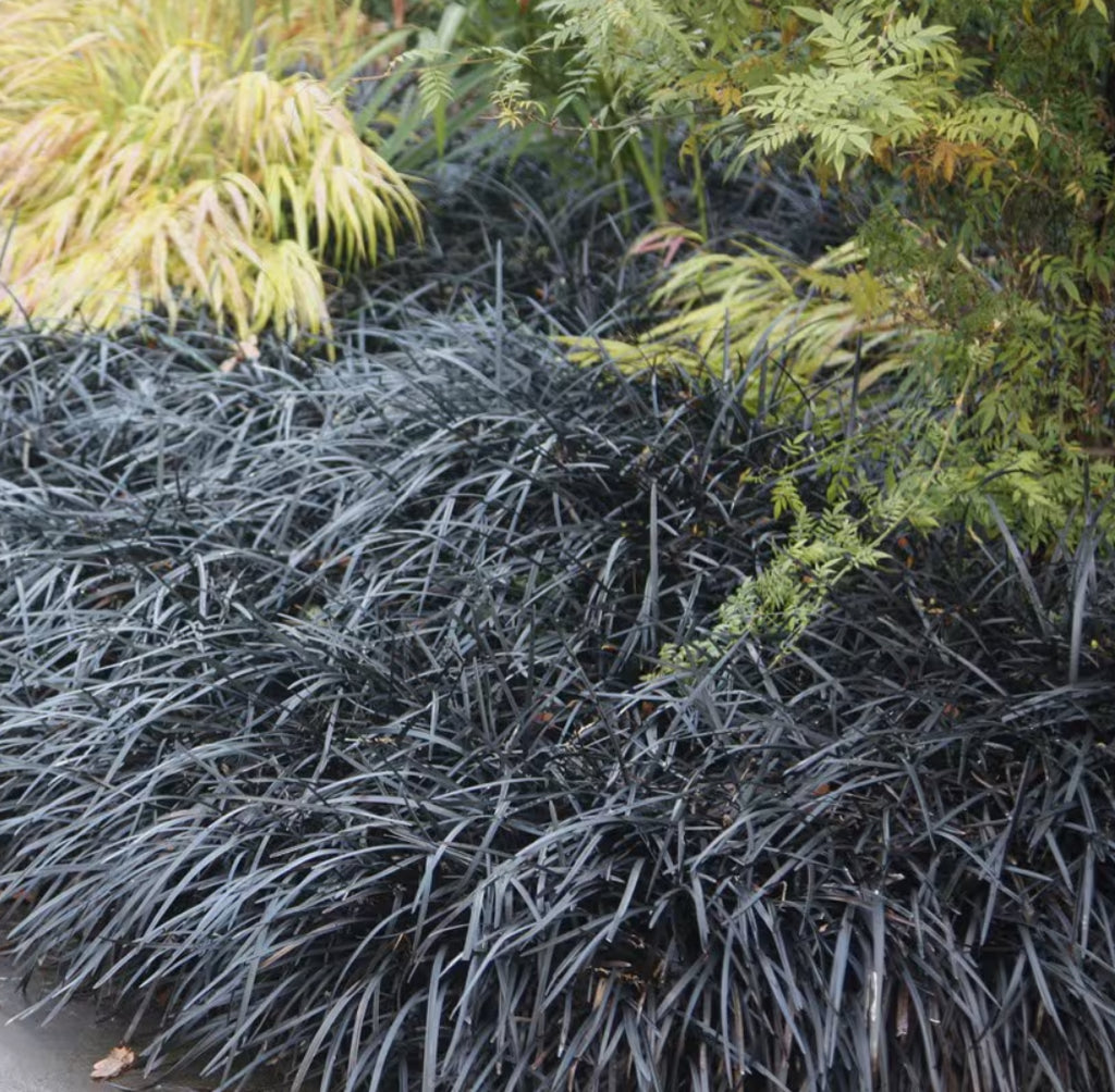 Ophiopogon Planiscapus Nigrescens 1 ltr pot