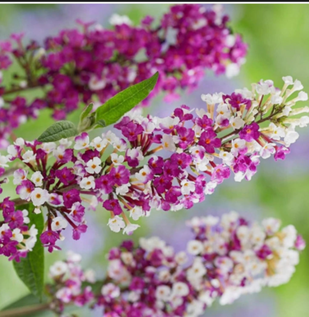 Buddleia 'Berries and Cream' Shrub in a 1 ltr pot