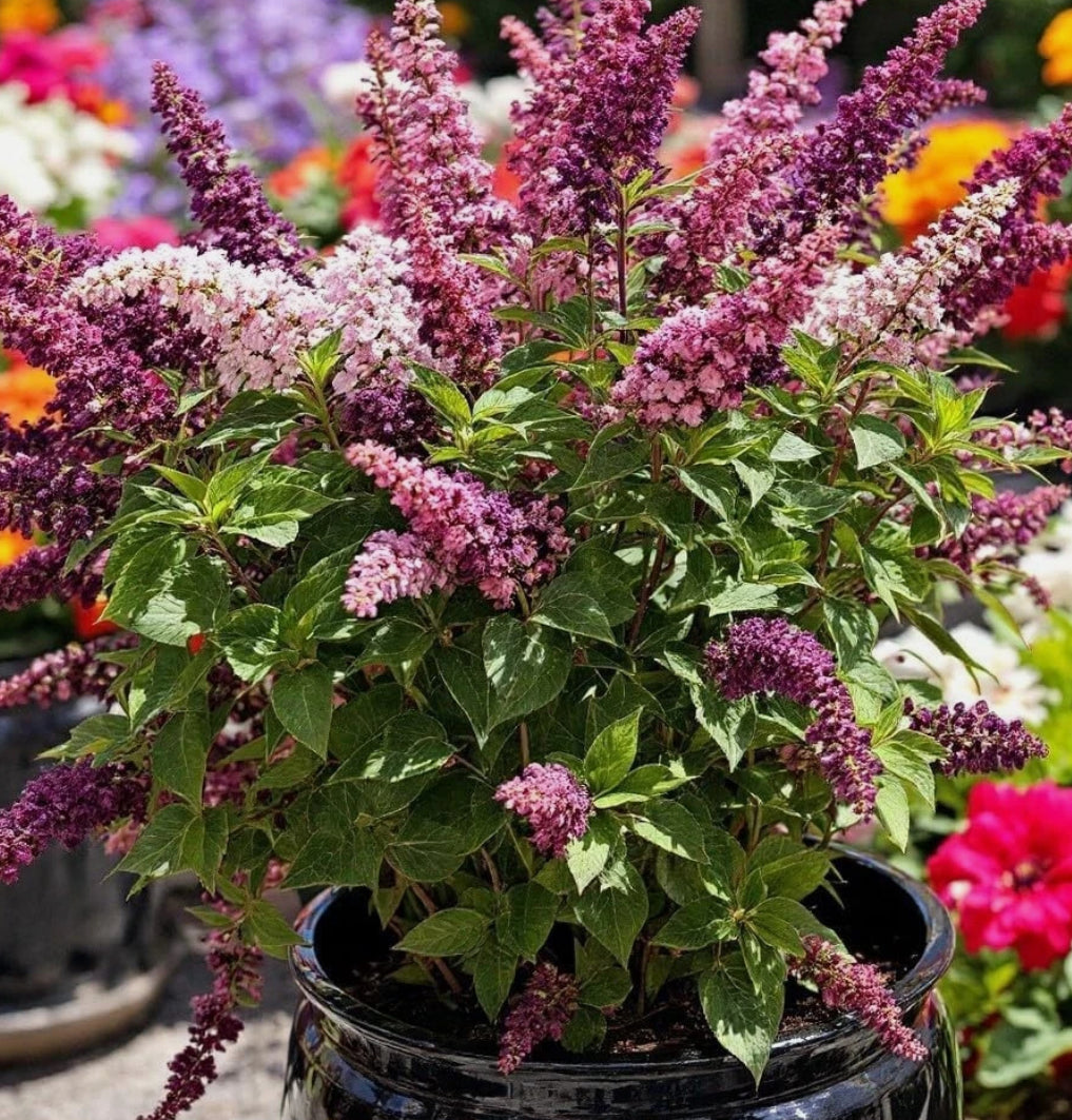 Buddleia 'Berries and Cream' Shrub in a 1 ltr pot