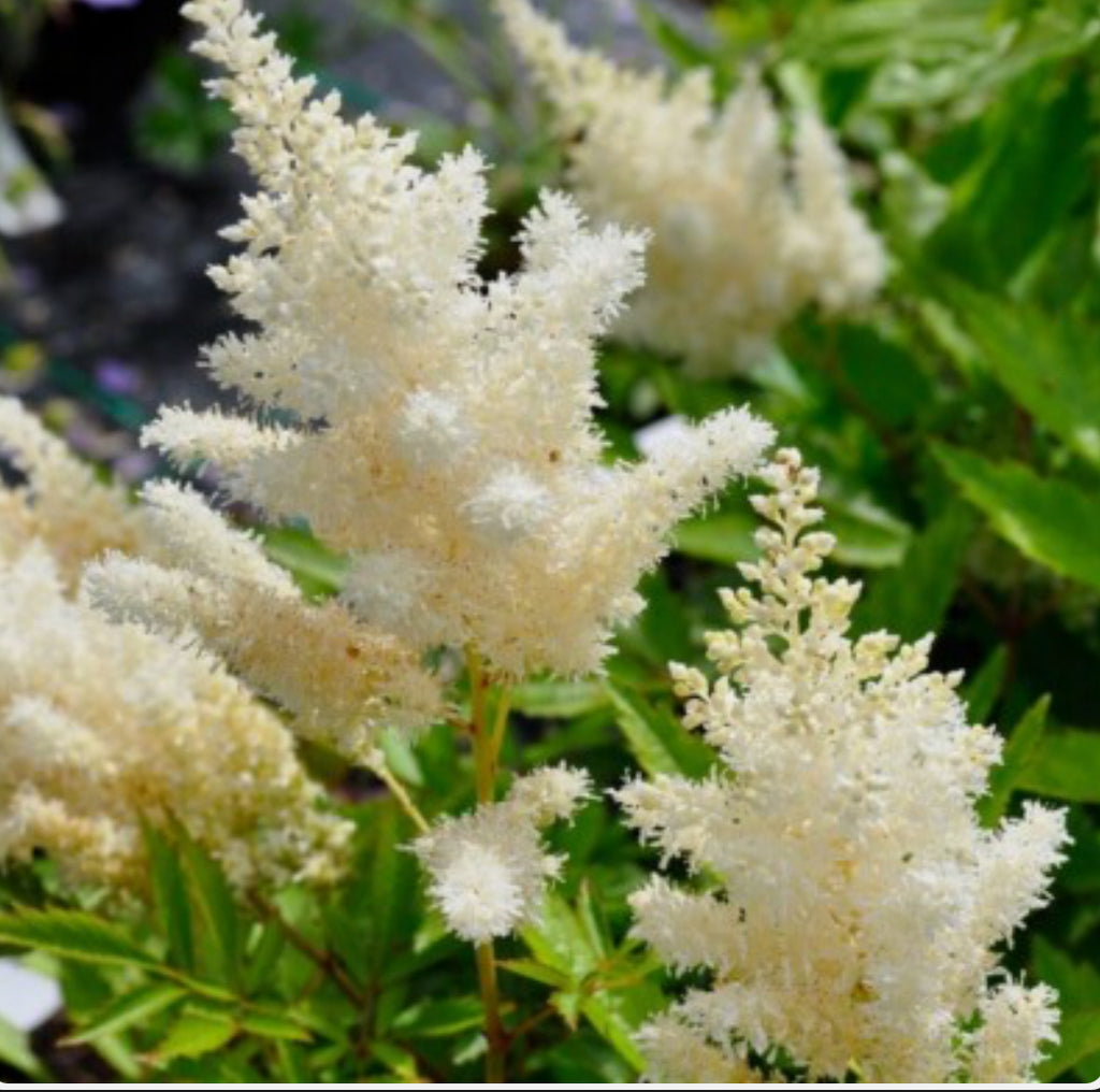 Astilbe Weissa Gloria 1.5 ltr pot
