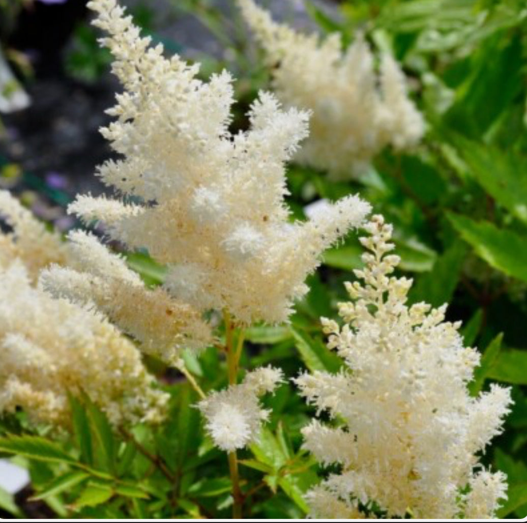 Astilbe Weissa Gloria 1.5 ltr pot