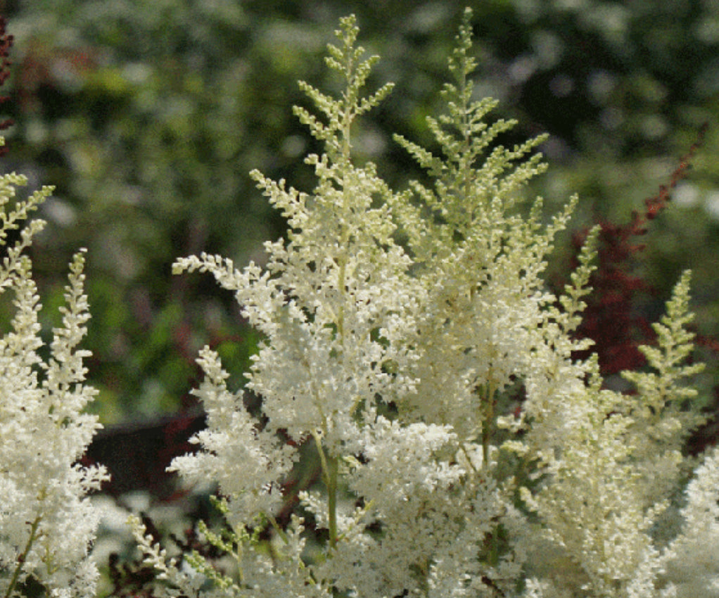 Astilbe Weissa Gloria 1.5 ltr pot
