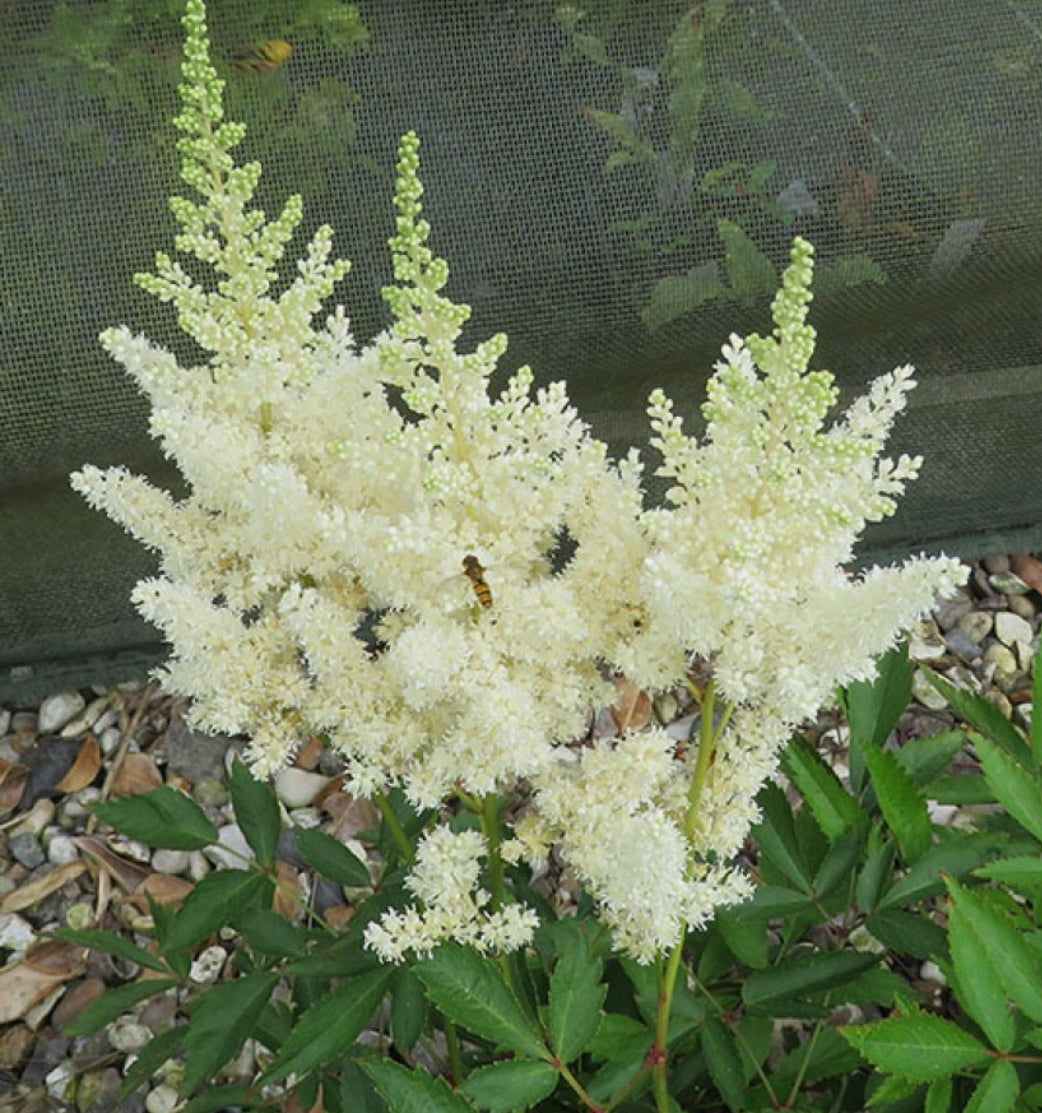 Astilbe Weissa Gloria 1.5 ltr pot