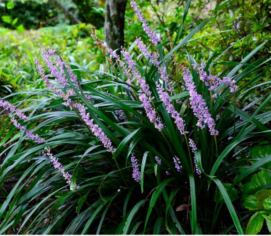 Liriope Big Blue in 1 ltr pot