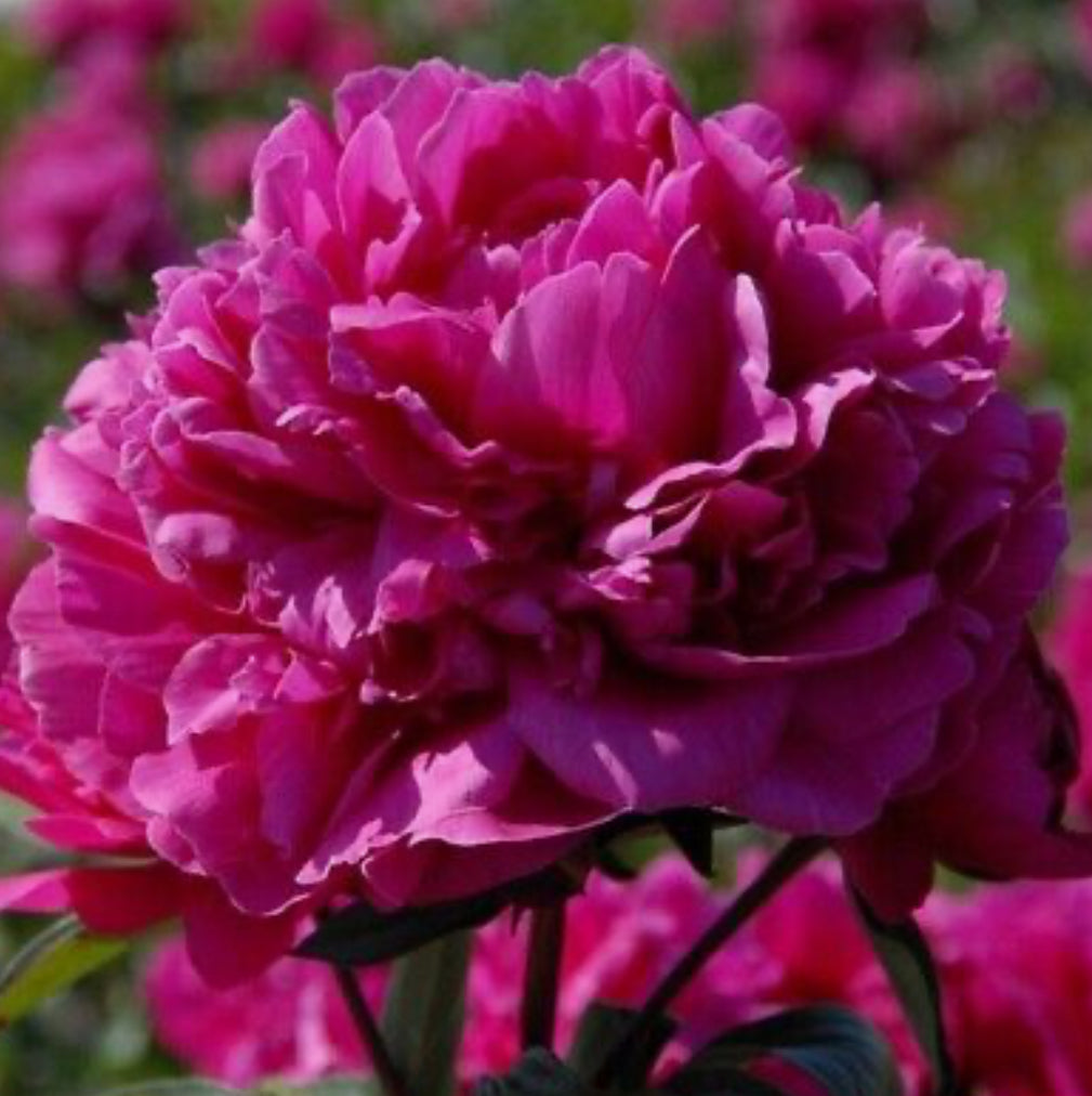 Peonies 'Félix Crousse  1.5 ltr pot