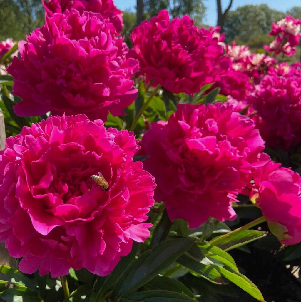 Peonies 'Félix Crousse  1.5 ltr pot