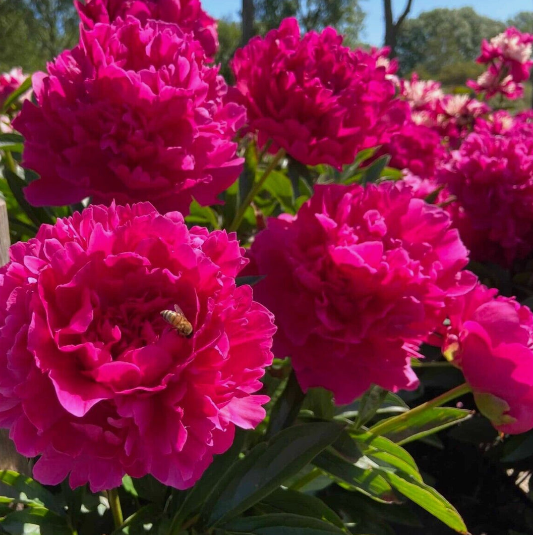 Peonies 'Félix Crousse  1.5 ltr pot