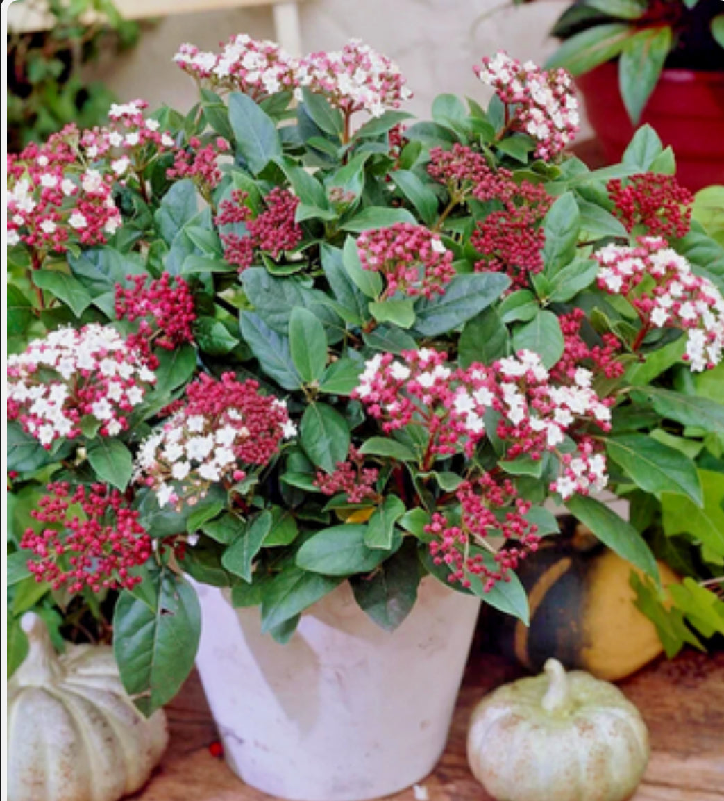 Viburnum Tinus Eves Price In 1 ltr pot