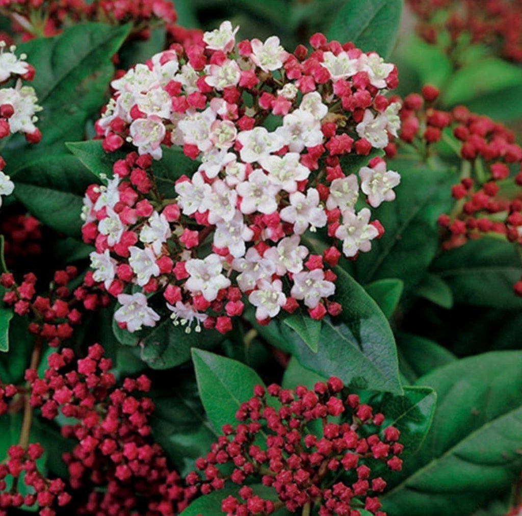 Viburnum Tinus Eves Price In 1 ltr pot