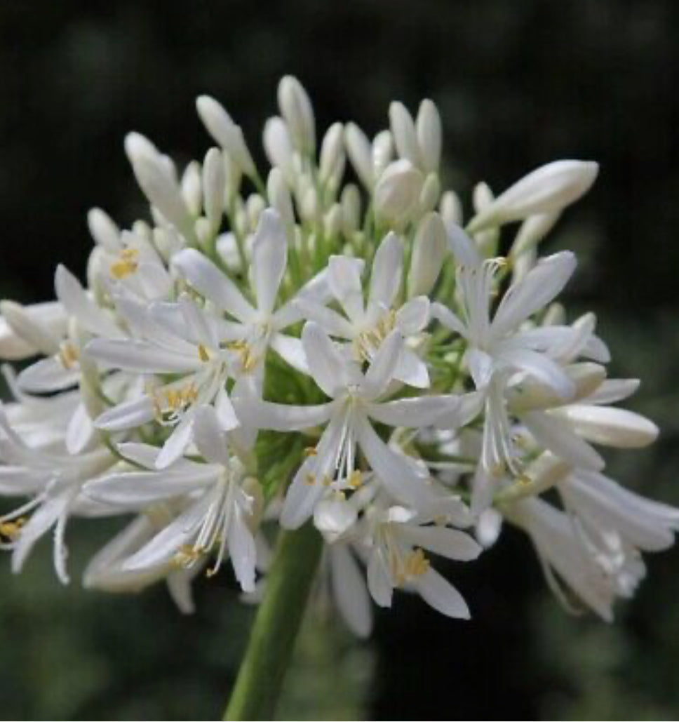 Agapanthus Alba in 1.5 ltr pot