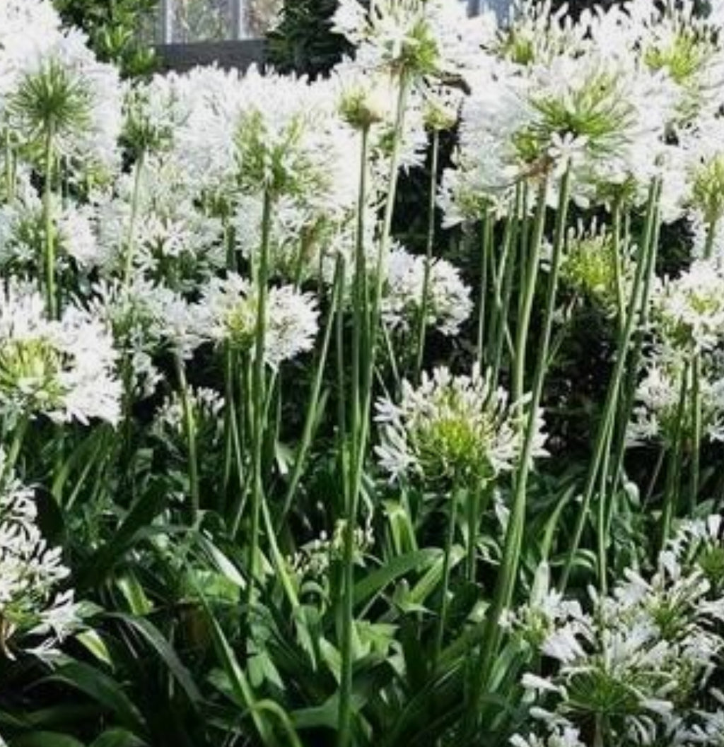 Agapanthus Alba in 1.5 ltr pot