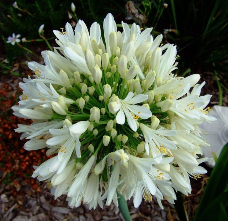 Agapanthus Alba in 1.5 ltr pot