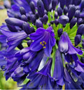 Agapanthus Intermedius 1.5 ltr pot