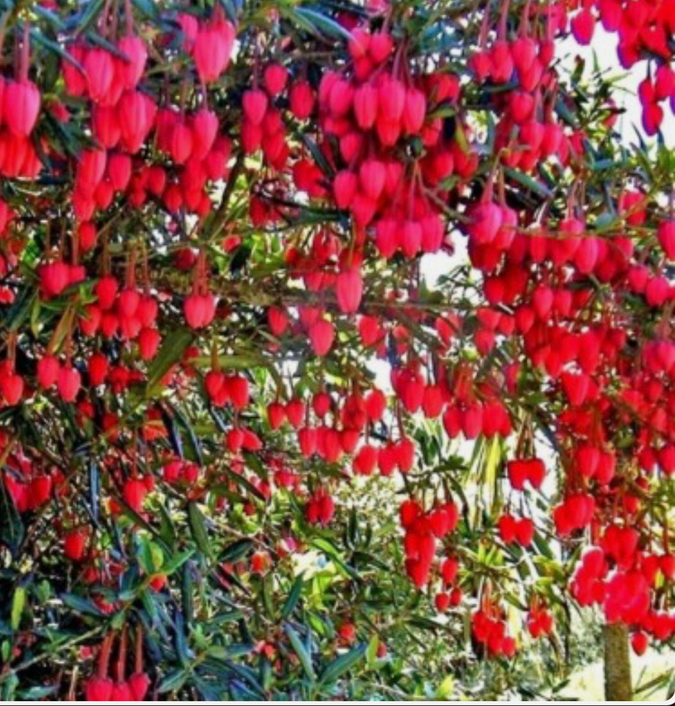 Crinodendron Hookerianum In 1.5 ltr pot
