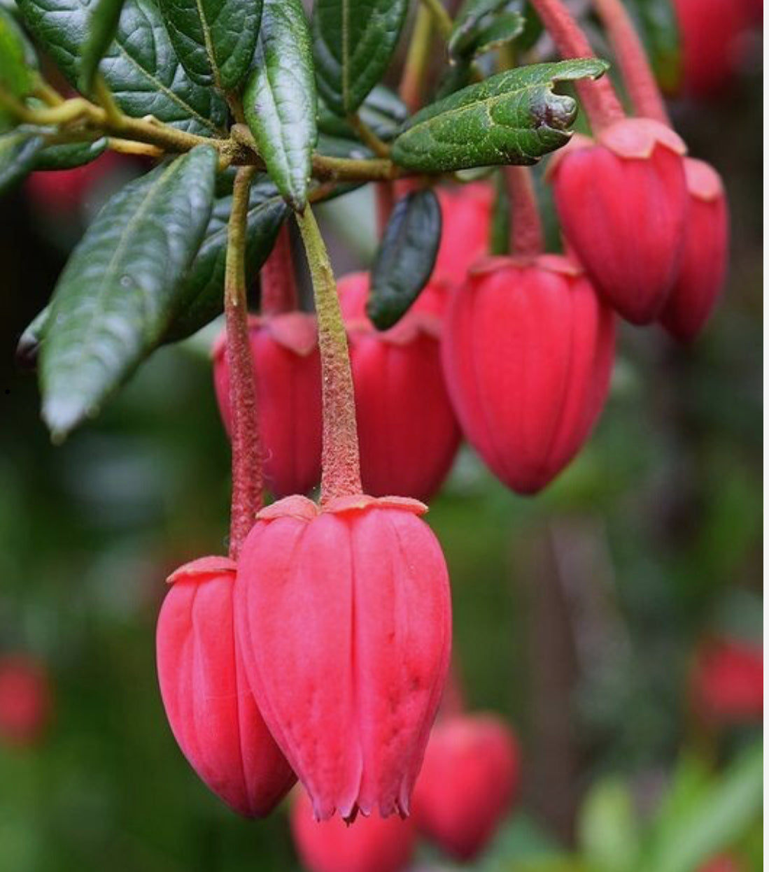 Crinodendron Hookerianum In 1.5 ltr pot