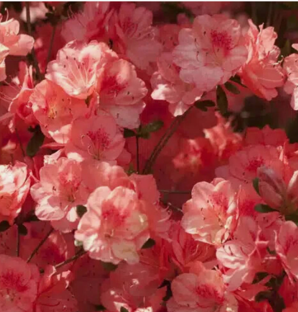 Azalea Japanese Evergreen shrub plants in 1.5 litre pots