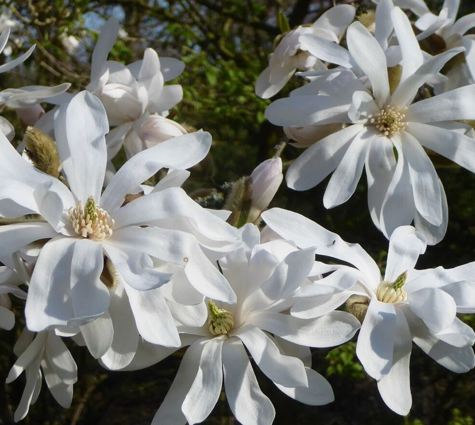Magnolia Stellata 1.5 ltr pot