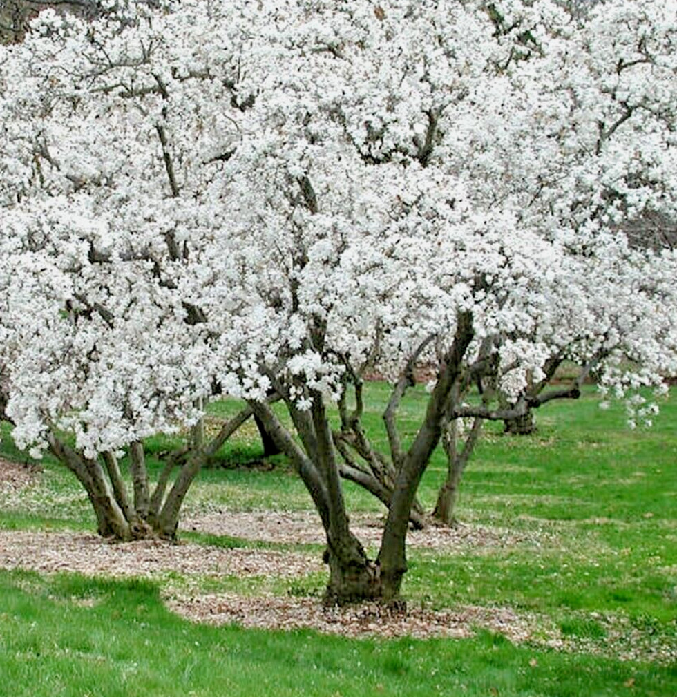 Magnolia Stellata 1.5 ltr pot