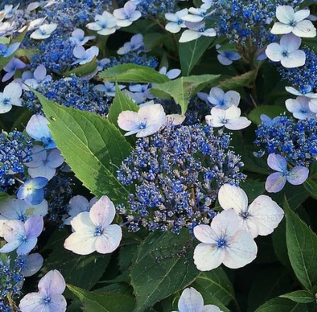 Hydrangea serrata Magic Pillow in a 1-litre pot