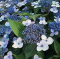 Hydrangea serrata Magic Pillow in a 1-litre pot