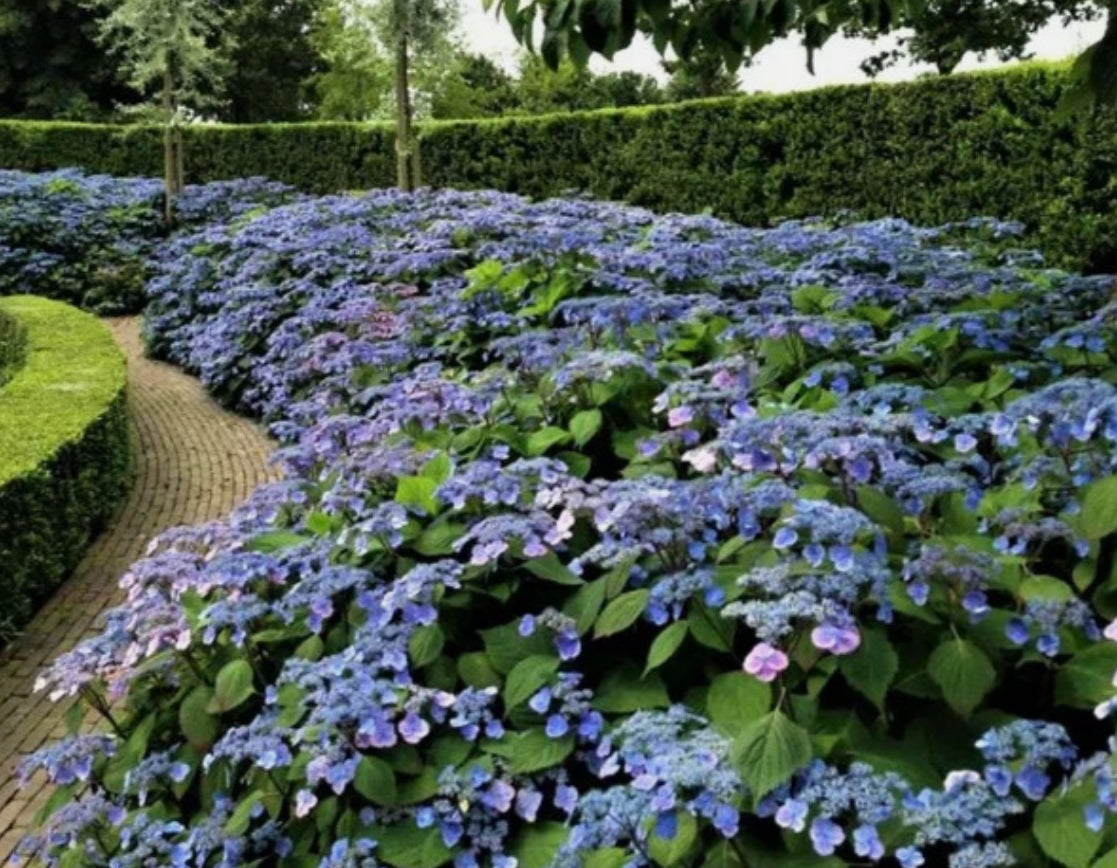 Hydrangea serrata Magic Pillow in a 1-litre pot