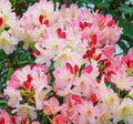 Rhododendron Percy Wiseman In 1.5 ltr pot